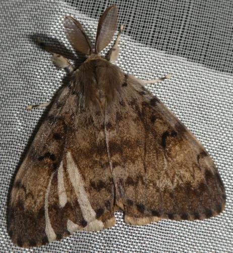 Lymantria dispar
